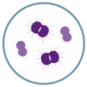 Neisseria gonorrhoeae Gram negativa