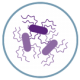 Salmonella spp. Gram negativa