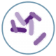 Shigella spp. Gram negativa