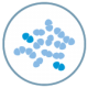 Streptococcus pneumoniae Gram positiva