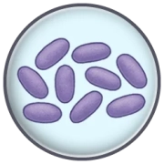 Acinetobacter baumannii