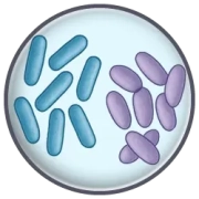 Escherichia coli y Klebsiella pneumoniae