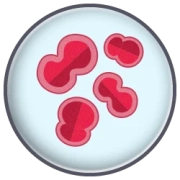 Neisseria gonorrhoeae