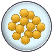 Staphylococcus aureus (MRSA)